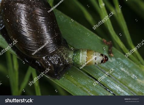  Leucochloridium!  A Tiny Parasite That Makes Snails Dance With Delight