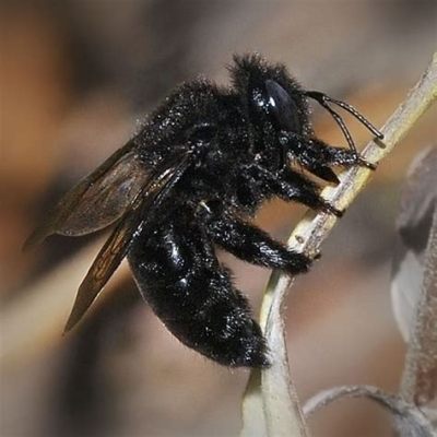  Xylocopa 꿀벌처럼 밤하늘을 수놓는 화려한 날갯짓!