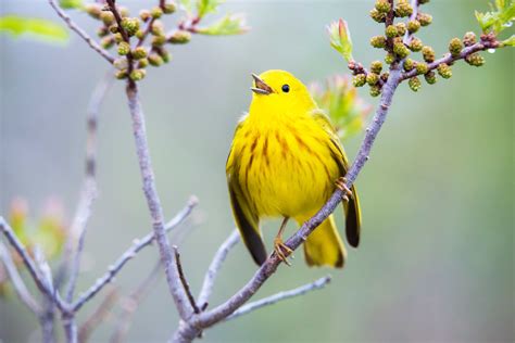  Yellow-throated Warbler:  A Bird With Stunning Plumage That Sings A Melodious Song While Perched On High Branches!