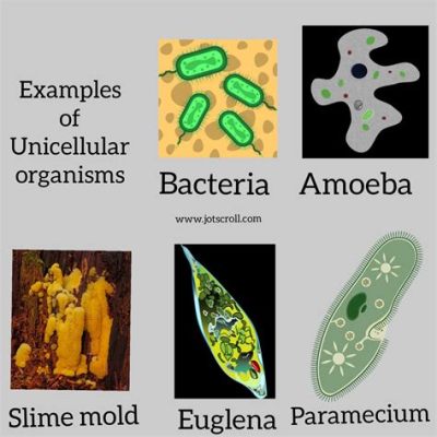   Akinetoplastic Amoeba: A microscopic single-celled organism exhibiting fascinating motility patterns!