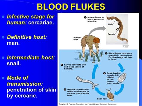  Blood Fluke: An Uninvited Guest Swimming in Your Veins? This Microscopic Parasite Can Weave a Web of Discomfort Inside its Human Hosts!