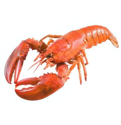  European Lobster:  The Ocean's Claw-some Chef Knows How to Cook Up a Delicious Feast