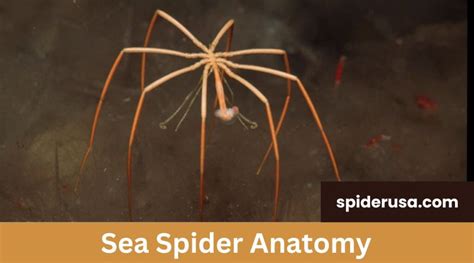  Japan Sea Spider:  Are you ready to uncover the secrets of the deep-sea with its eight hairy legs and mysterious glow?