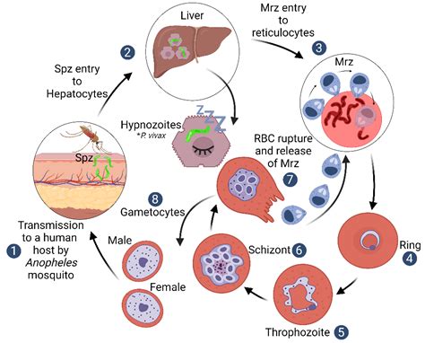  Plasmodium -  독특한 생명주기를 통해 붉은 피를 탐내는 기생충!