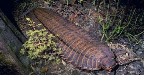  Quaking Millipede: Will This Ancient Arthropod Tremble Its Way into Your Heart?