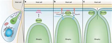  Rhoptry! A Parasitic Prodigy Hiding in Plain Sight