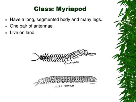  Ringworm! The Many Legs and Segmented Body Secrets of this Elusive Myriapod