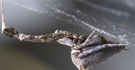  Uloborus!  The Tiny Weaver of Delicate Traps Who Weaves Retreats with Sticky Silk