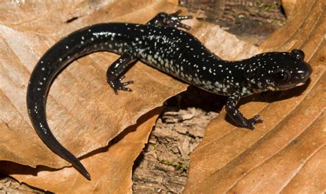  Xantus' Salamander:  The Slimy Master of Freshwater Caves and Coastal Streams!