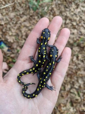   Yellow-Spotted Salamander: A Tiny Mastermind Living an Unexpectedly Complex Life!